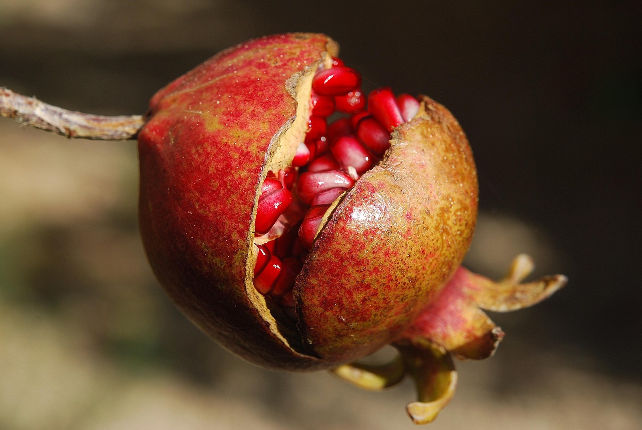 entdecken sie die welt der superfoods – nährstoffreiche lebensmittel, die ihre gesundheit und ihr wohlbefinden steigern können. erfahren sie, wie sie diese kraftvollen zutaten in ihre ernährung integrieren können.