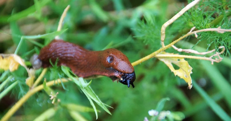 Fluffy Slime selber machen: der einzige Unterschied, der zählt