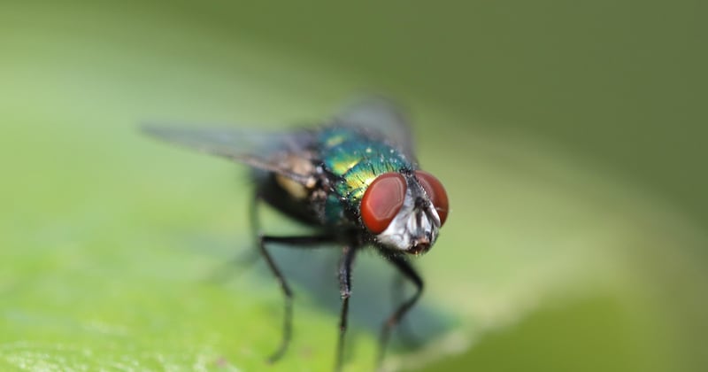 Pferdebremse: Was wirklich gegen die lästigen Blutsauger hilft