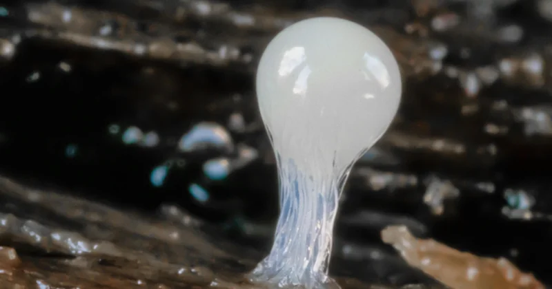 Slime ohne Kontaktlinsenlösung – welche Alternativen bleiben?